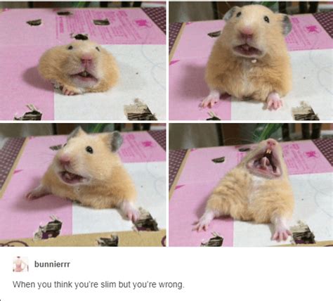 These Tumblr Posts About Hamsters Will Make You Giggle All Day Funny
