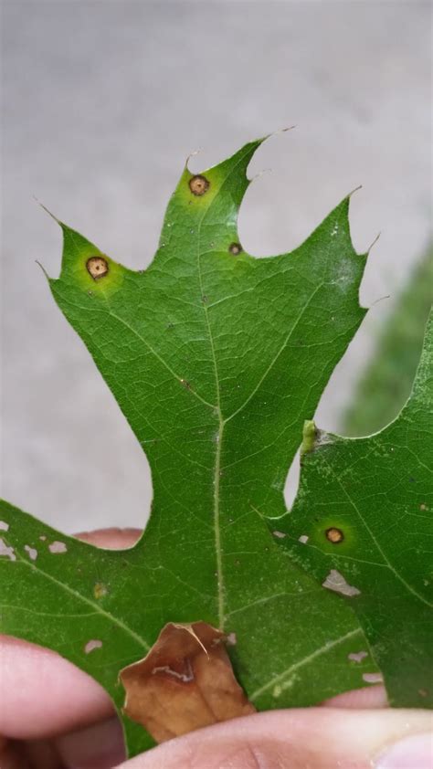Tabukia Leaf Spot Tree School Identification Guide