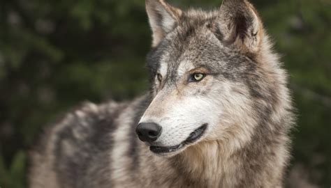 What Is The Difference Between Gray And Timber Wolves