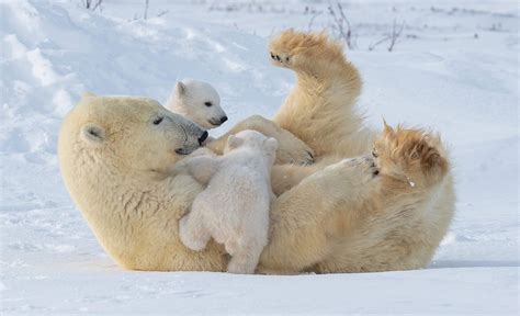 Sweet Polar Bear Cubs Try To Play With Mother But She Looks Like She