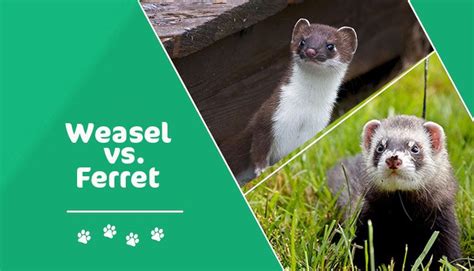 8 Difference Between Ferret And Weasel With Similarities And Pictures