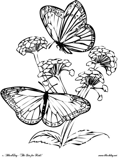 You'll use both diamant and diamant grandé floss to achieve a stunning 3d effect while you. embroidery pattern for monarch butterfly - Google Search ...