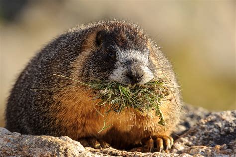 Wildlife Photography Tips