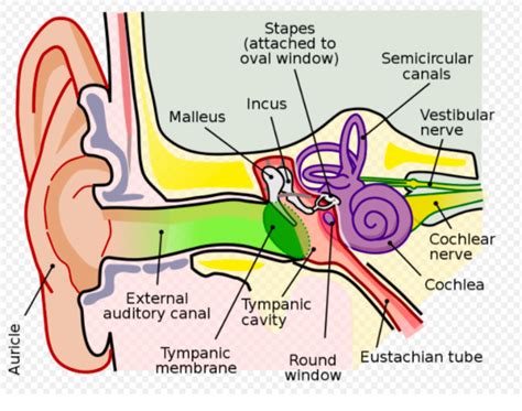 The Vestibulocochlear Nerve Cn Viii Physiopedia