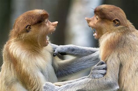Proboscis Monkey Animals Friends Animals