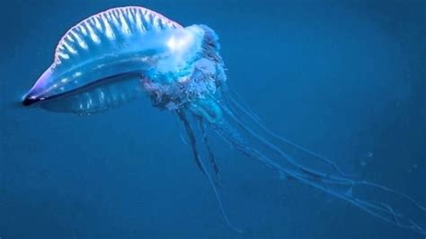 Can You Survive A Box Jellyfish Sting Erick Cervantes