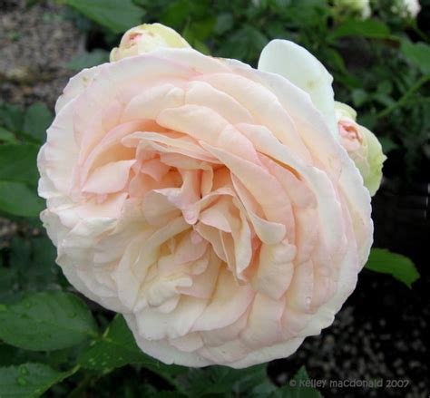 Plantfiles Pictures Large Flowered Climbing Rose Romantica Rose