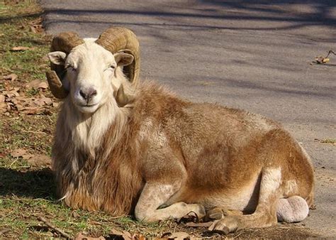 Goat In Barbados Caribbean Barbados Travel Barbados Caribbean