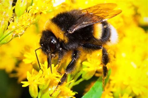 Bumble will use this information to show the people that are nearby, and it will be displayed on your profile. Lymm Bumble Bee Control