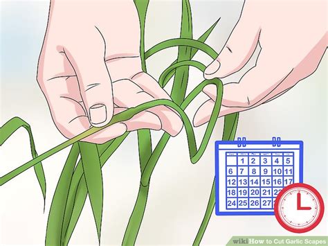 How To Cut Garlic Scapes 9 Steps With Pictures Wikihow