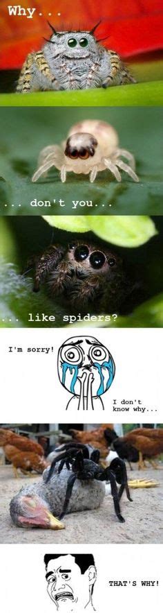 Spider Meme Cute Spider Meme Adorable Spiders Meme 3t11ub Funny