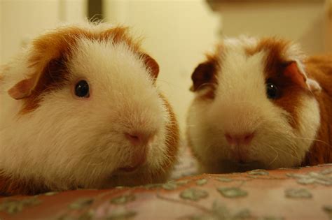 The Guinea Pig Lips Of Chuy And Paco Blogged At Guinea Pig F Flickr