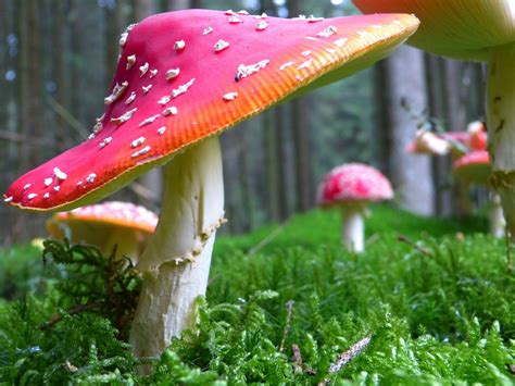Is Our Worlds Salvation Hidden In Mushrooms In 2021 Mushroom Images