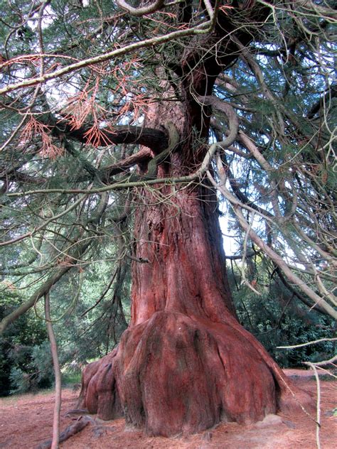 Ancient Pine At Sheffield Park Sussex Uk Tree Sheffield Park Forest