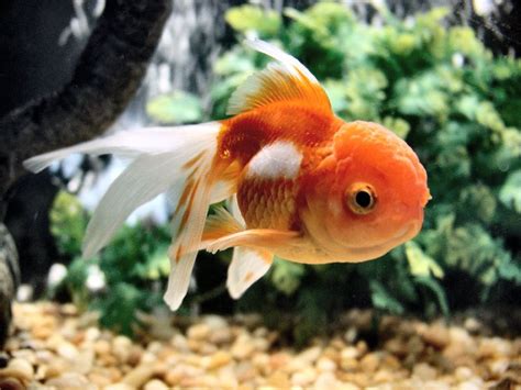 Nano white crystallised glass is commonly known as nano white or nano white marble because it replicates the look and shine of. Best Nano Aquariums in 2018 (REVIEWS) - Fish Tank Advisor