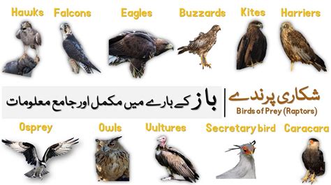 Information About Eagles Hawks Falcons Buzzards Harriers Kites