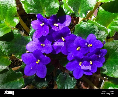 African Violet Flowers Stock Photo Alamy