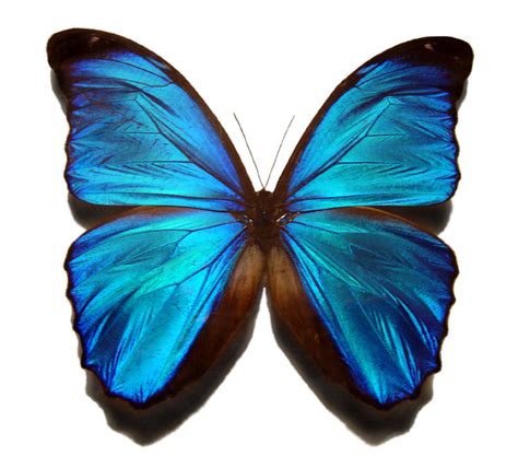 Fileblue Morpho Butterfly Wikimedia Commons