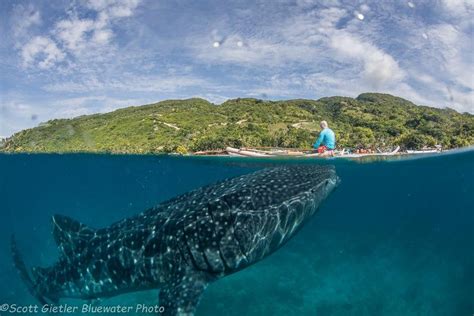 Best Diving In The Philippines Top 9 Bluewater Dive Travel