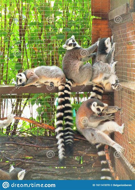 Funny Lemurs At The Feldman Zoo Kharkov Ukraine Stock Photo Image