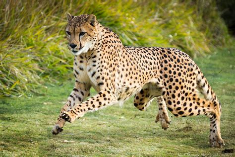 San Diego Safari Park Cheetah Run Mark Shimazu Photography