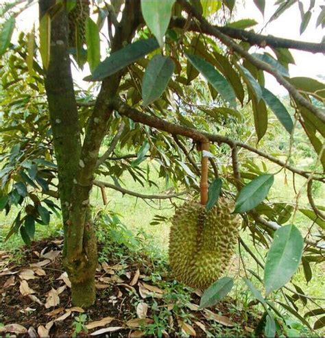 Baja Pokok Durian Musang King Gunapokok