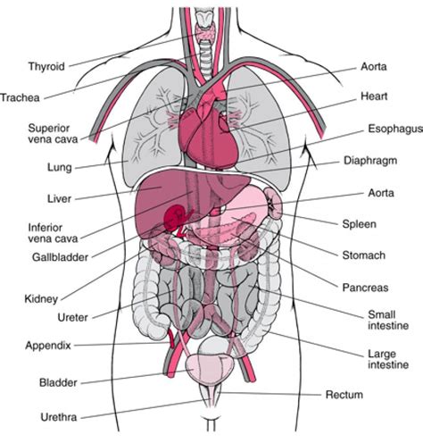 Human Anatomy Diagram Male Organs Organ Muscles Medicinebtg Koibana