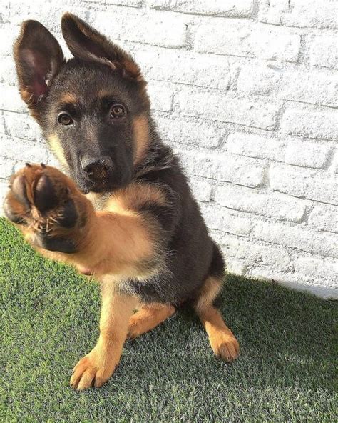 30 Cool German Shepherd Dog Names Pupstoday