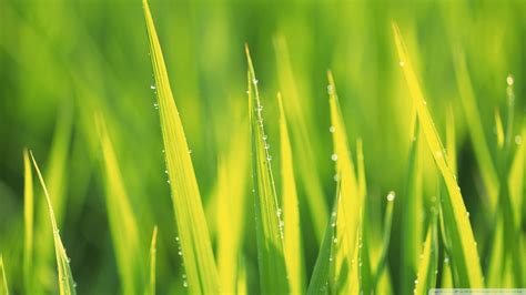 Grass Green Wallpapers Hd Desktop And Mobile Backgrounds