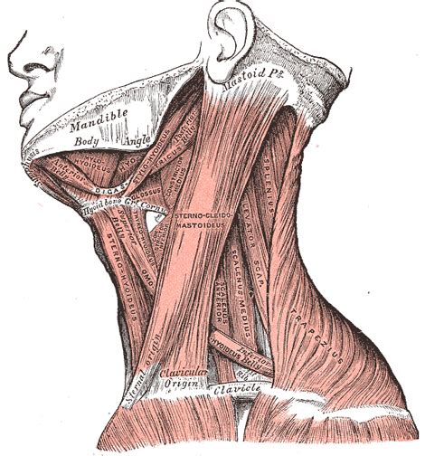 The Lateral Cervical Muscles Human Anatomy