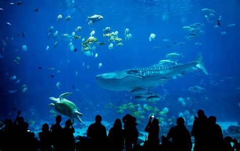 Top 10 Biggest Aquariums In The World 2022