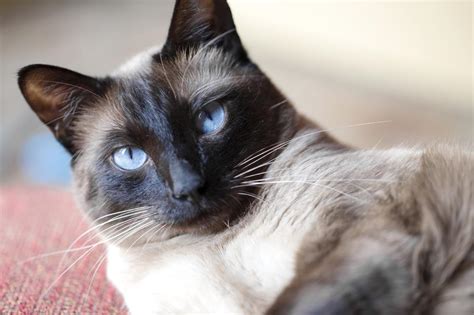 9 Utterly Gorgeous Cat Breeds That Have Ocean Blue Eyes