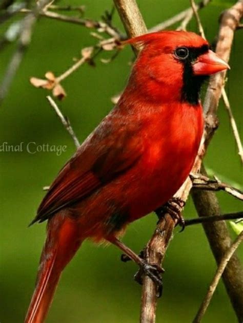 Male Northern Cardinal Cardinalis Cardinalis Animals Beautiful