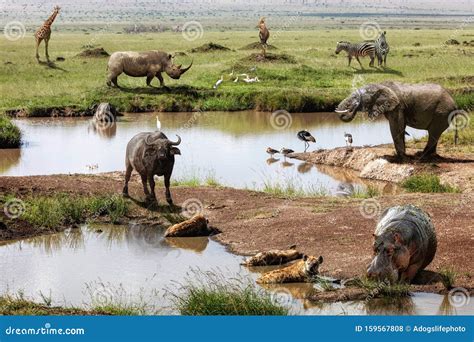 Kenya Africa Safari Animals Scene Stock Photo Image Of Topi
