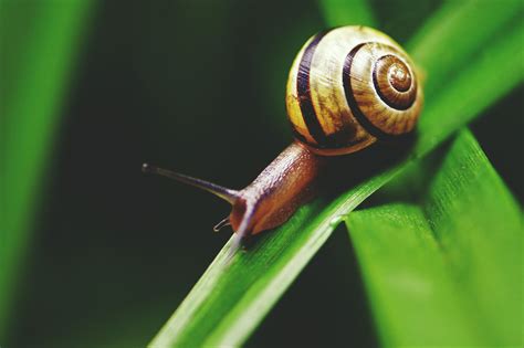 Snail On Leaf Royalty Free Stock Photo