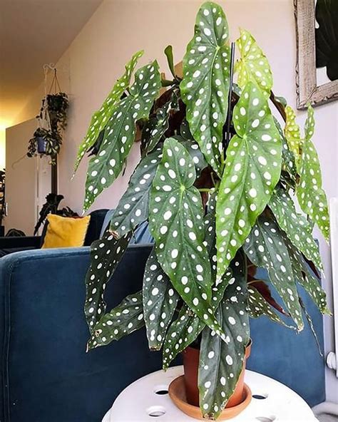 Humidity is also an important factor to consider i would suggest that you first use a small pot when planting the seeds or cuttings and then after the. Begonia maculata live 'wightii' angle wing begonia polka ...