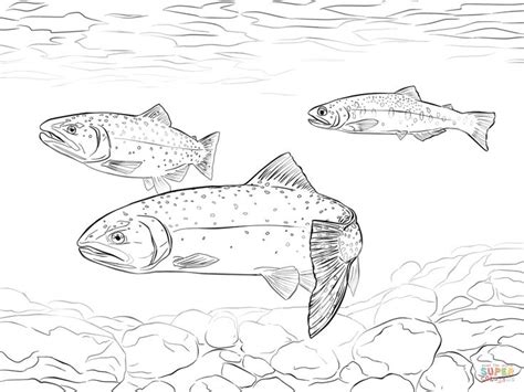 Cutthroat Trout Coloring Page Colorsze