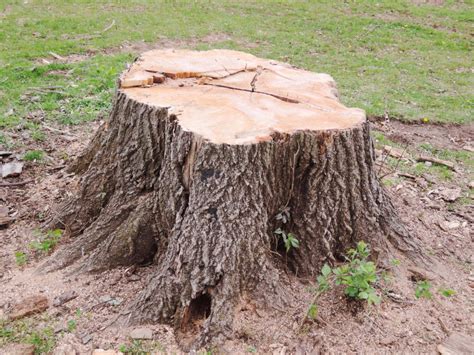 How to kill a tree stump using chemicals. Why You Should Remove A Tree Stump | Memphis | Red's Tree ...