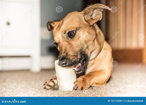 Young Brown Dog Eating Bone In The House Rescue Dog Pet From