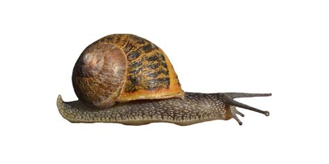 Phylum Mollusca Quiz: How Much You Know About Phylum Mollusca