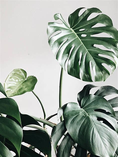 Pretty Plants Cool Plants Green Plants Tropical Plants Tropical