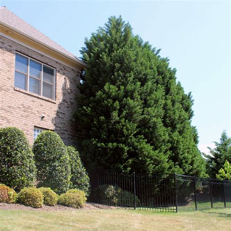 Leyland Cypress Trees For Sale