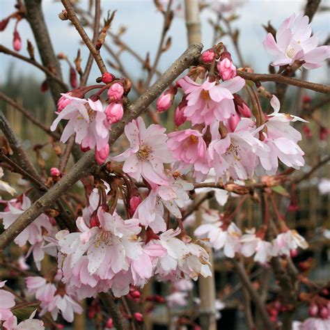 Prunus Autumnalis Rosea Autumn Cherry Tree Flowering Cherry Tree