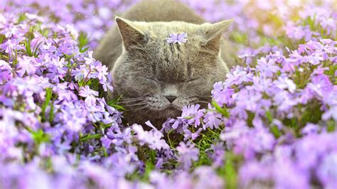 Desktop Wallpaper British Shorthair Cat Meadow Purple Flowers Hd