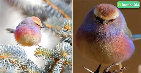 นกสวยที่สุดในโลก 7 สีสันงดงามในตัว ละมุนตาเหมือนบินออกมาจากเทพนิยายเลย