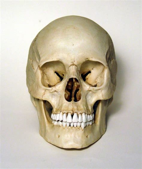 Female Human Skull Frontal View Photo Skulls And Bones Pinterest