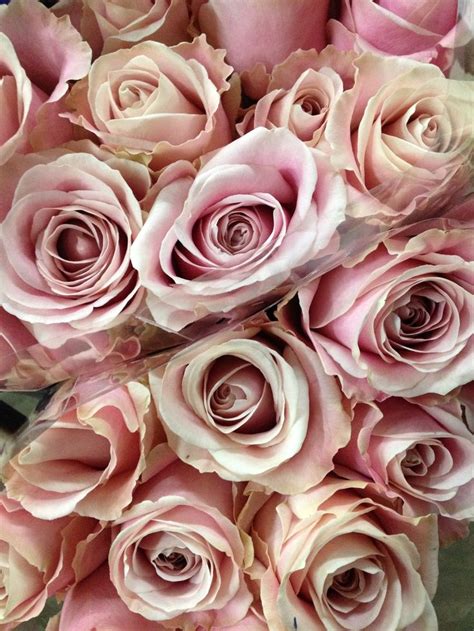 Pink Avalanche Rosesold In Bunches Of 20 Stems From The