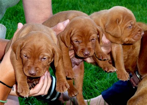 If you are having your pup shipped it is your responsibility to pay your states appropriate tax. OUTDOORSMAN Kennels | Hungarian Vizsla Breeders | Vizsla ...