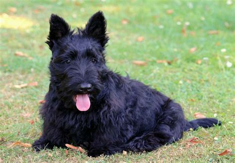 Scottish Terriers Personality Temperament And Everything You Need
