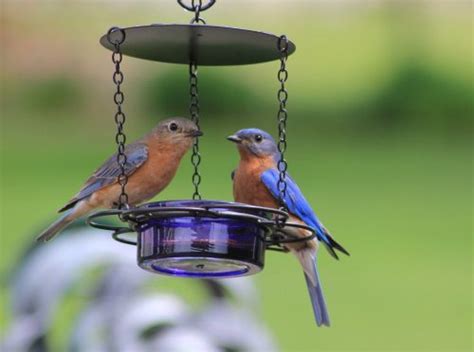How To Attract Bluebirds Tips And Faqs Flipboard